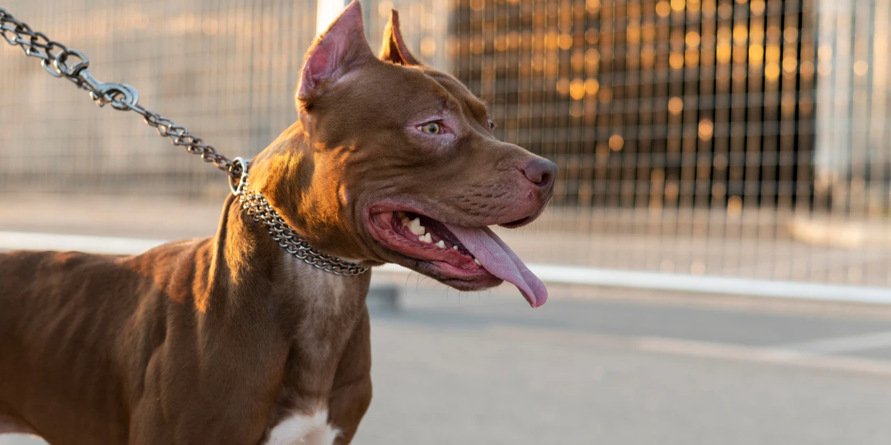 Prefeitura torna obrigatória a castração e microchipagem de 'pitbulls' em Ponta Grossa