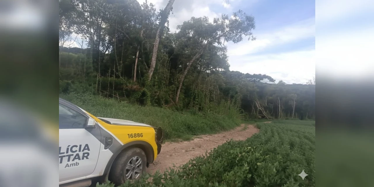 Flagrante de desmatamento gera multa de R$ 80 mil a proprietário em Ipiranga