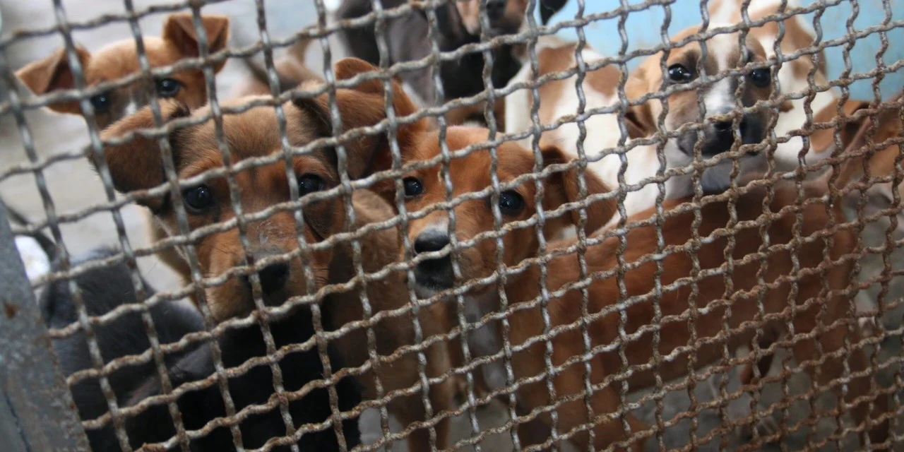 Grupo Fauna assume presidência do Conselho de Proteção Animal em PG; veja nomes