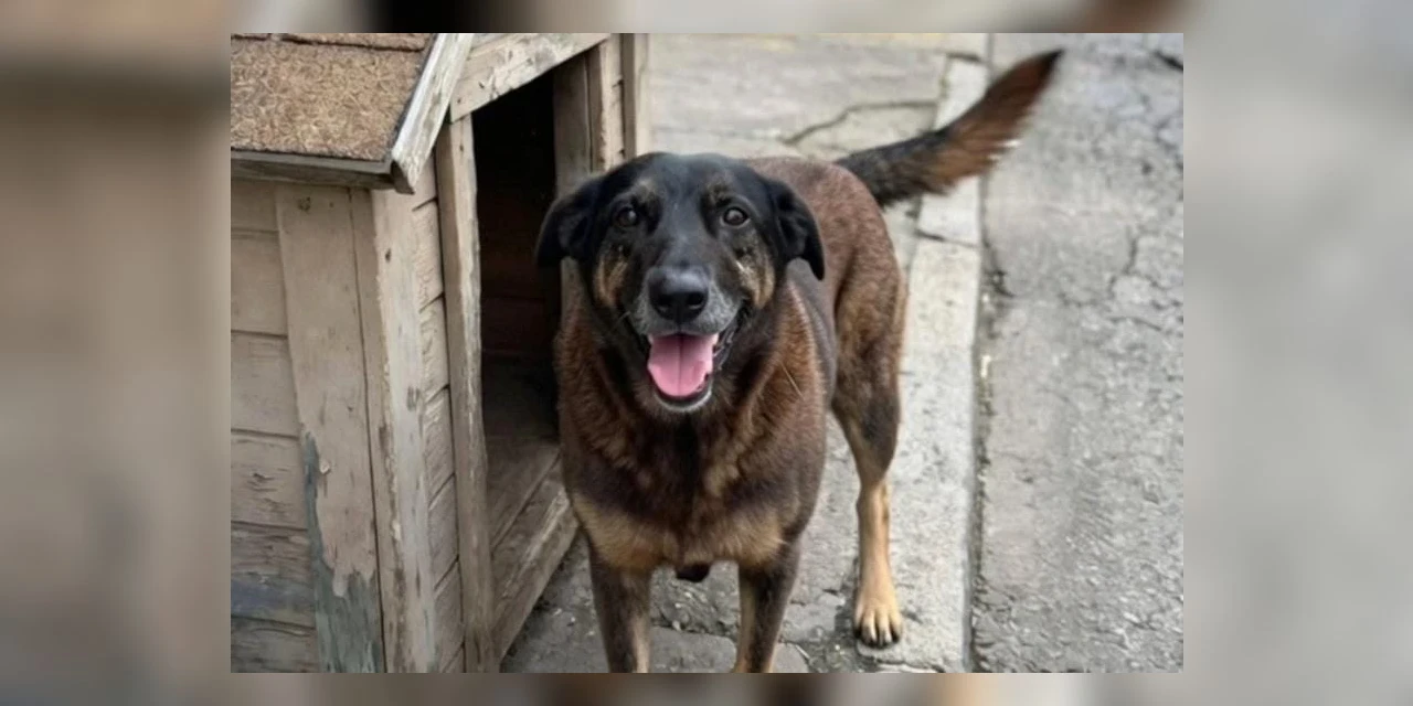 Polícia Civil inicia operação para investigar adolescentes que causaram a morte do cão 'Orelha' em SC