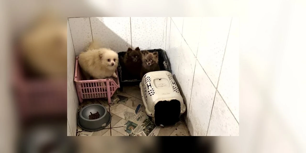 Operação resgata 50 cães em situação de maus-tratos e prende criadora clandestina
