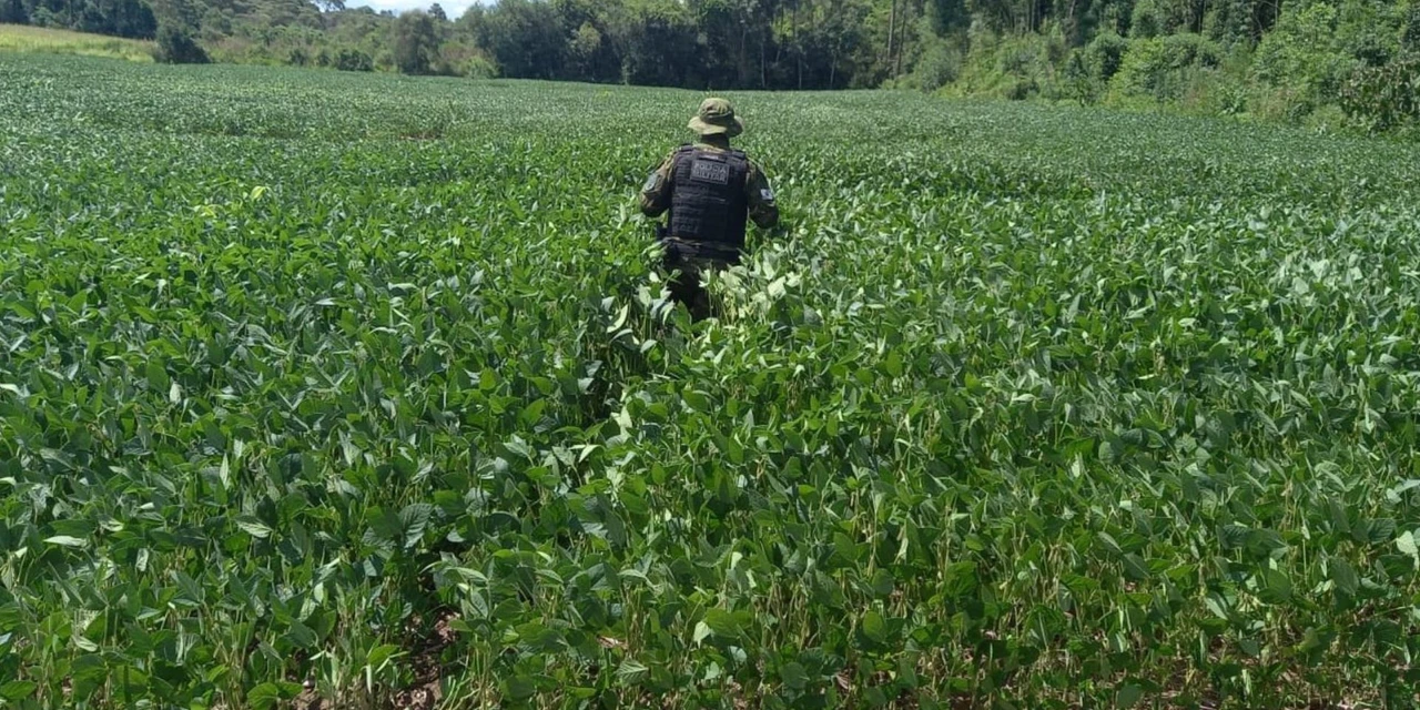 Homem é multado em R$ 7 mil por destruir vegetação nativa em Prudentópolis