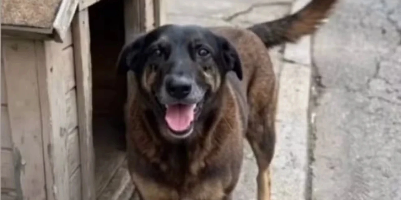 Cão Orelha: adolescentes retornam dos EUA e celulares são apreendidos