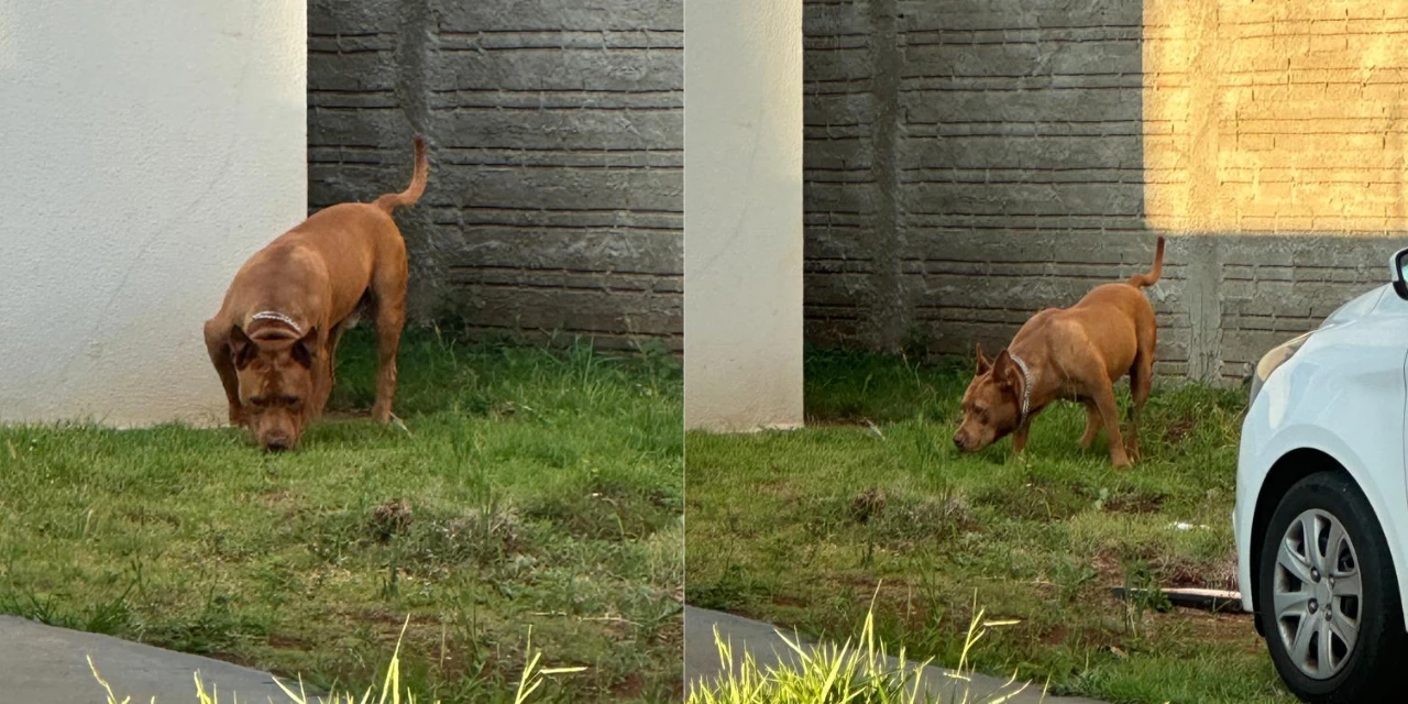 Pitbull que atacou coletor da PGA é visto novamente solto em Ponta Grossa
