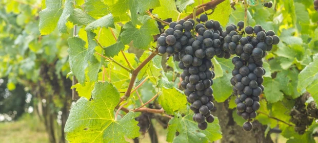 Vinhos & Viagens: 'Safra da uva no RS deve superar projeção inicial e chegar a 900 milhões de quilos em 2026', por Patrícia Ecave