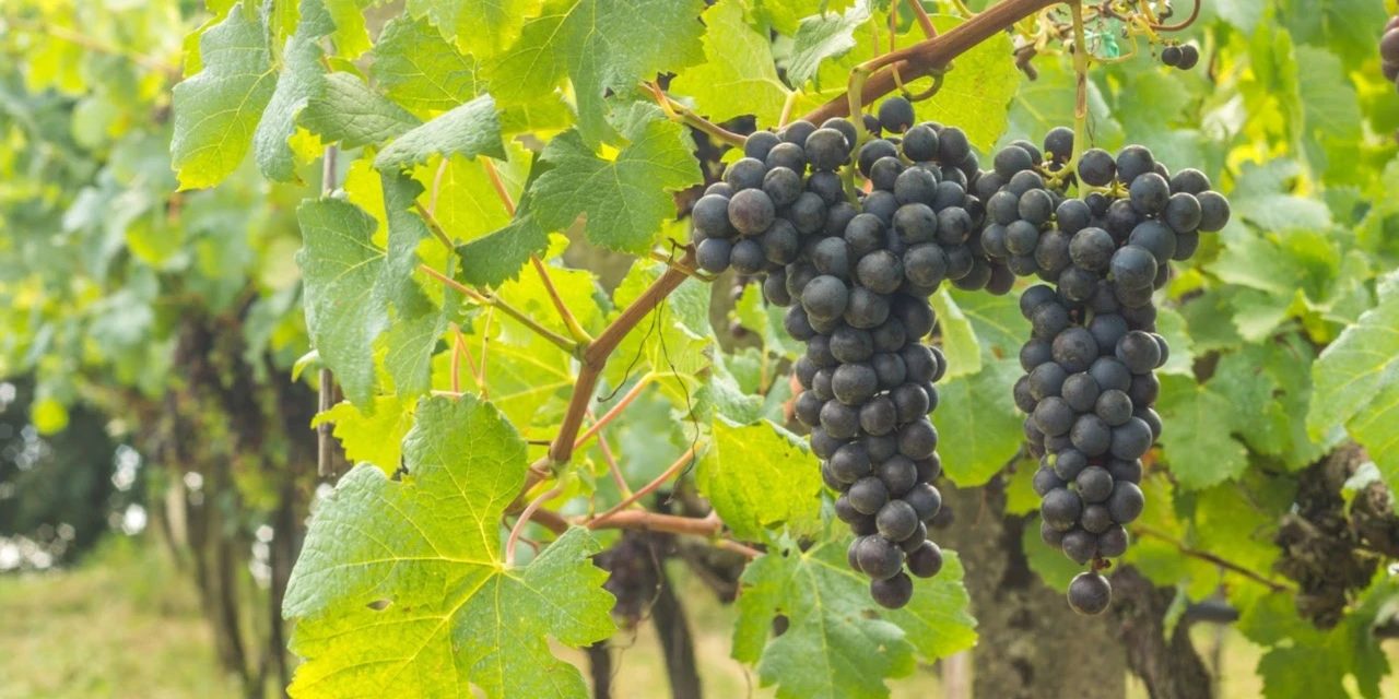 Vinhos & Viagens: 'Safra da uva no RS deve superar projeção inicial e chegar a 900 milhões de quilos em 2026', por Patrícia Ecave