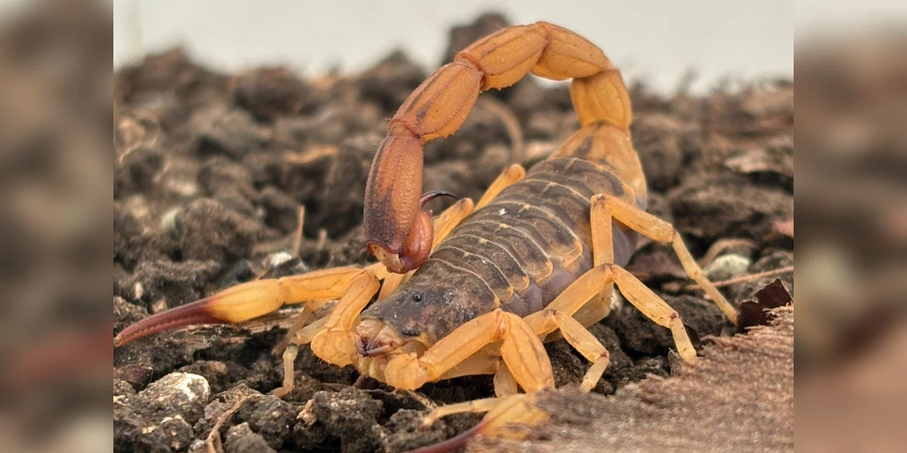 Paraná mantém orientações e alerta para prevenção de acidentes com escorpiões