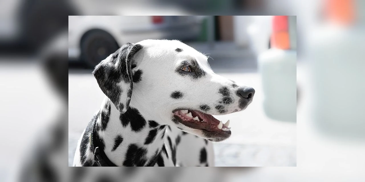 MPPR denuncia por maus-tratos homem que atirou contra dálmata