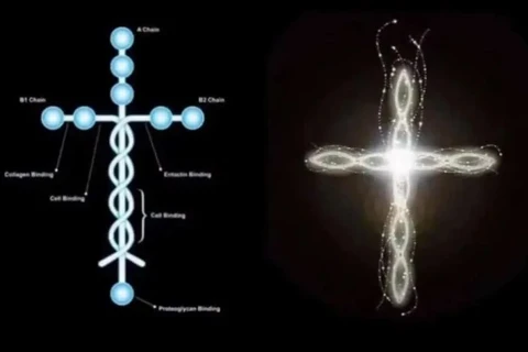 PR prepara fluxo para facilitar o acesso ao tratamento com a 'Proteína de Deus'