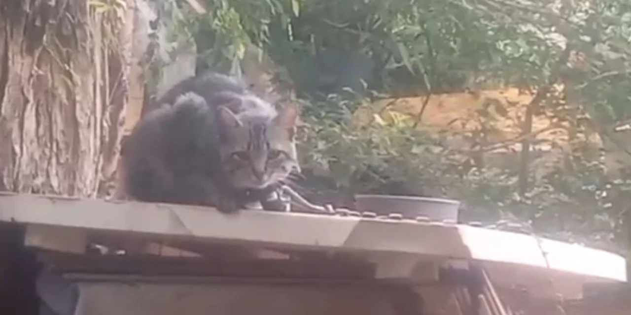 Gatos são encontrados acorrentados e feridos em residência no Neves, em Ponta Grossa