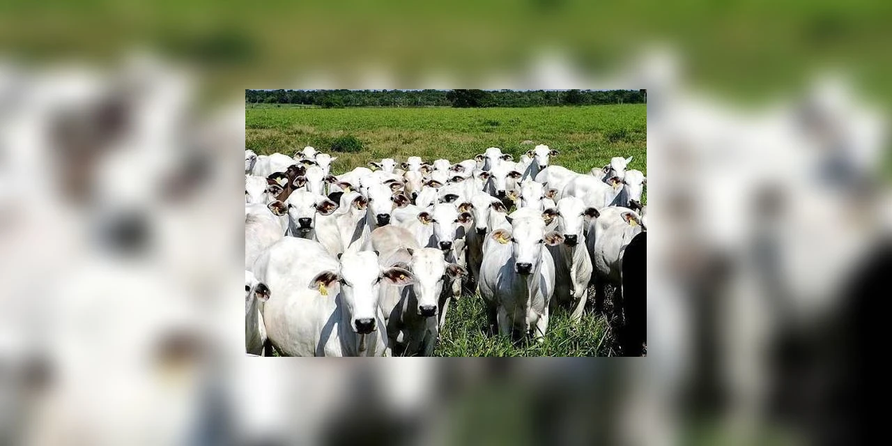 Forças policiais frustram furto de gado e prendem suspeitos no Paraná